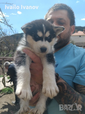 Малки кученца Сибирско хъски, снимка 7 - Хъски - 54125376
