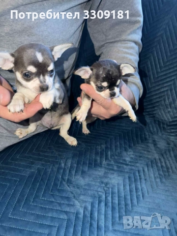 Чихуахуа , снимка 4 - Чихуахуа - 52931527