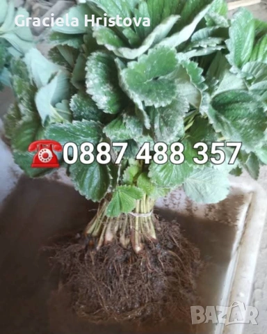 Продавам разсад ягоди , снимка 11 - Разсади - 53599322