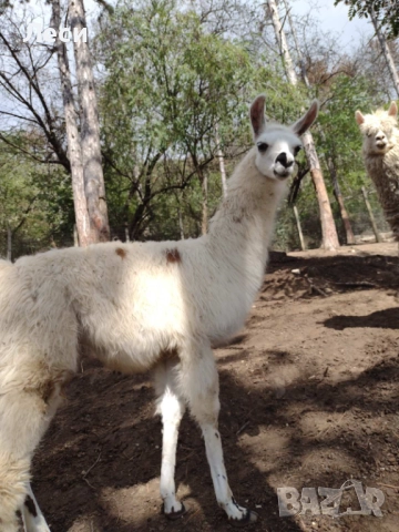 Алпака, снимка 3 - Други - 52353668