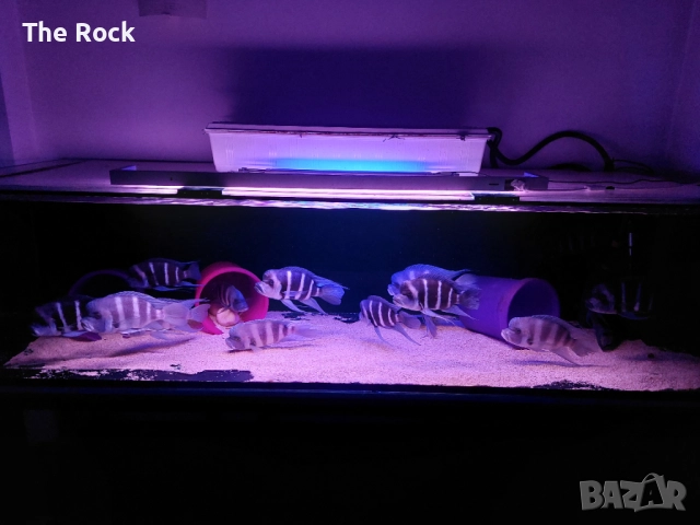 Фронтоза Блу Заир и Пимве Блу