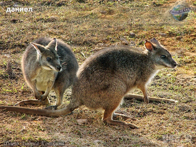 Мини Кенгуру, снимка 2 - Други животни - 53129594