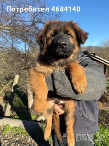 Немска овчарка с дълъг косъм с родословие , снимка 6 - Немска овчарка - 52807212