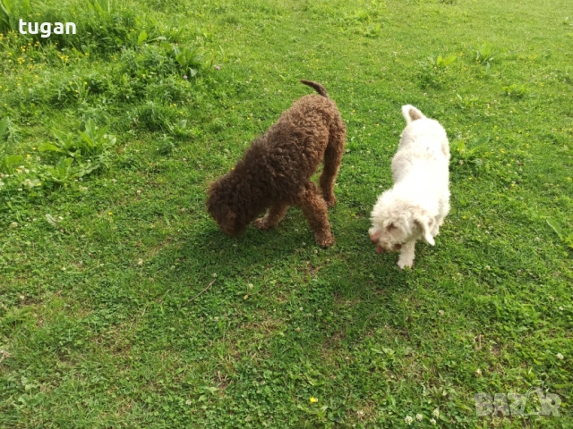 Бебета Лагото Романьоло / Lagotto Romagnolo, снимка 10 - Други - 54058824