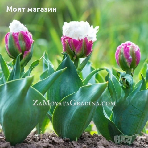 Сладоледено лале, снимка 6 - Градински цветя и растения - 53641313