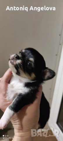 бебета чихуахуа , снимка 2 - Чихуахуа - 53540178