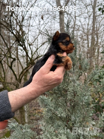 СУПЕР МИНИ ЙОРКИ Доставка , снимка 3 - Йоркширски териер - 53489316