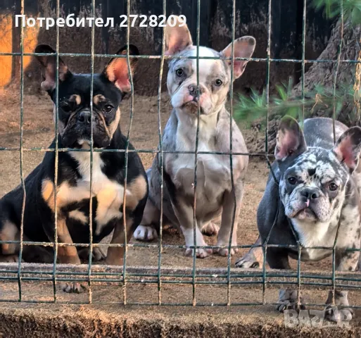 Френски булдог /French Bulldog , снимка 10 - Френски булдог - 48511005