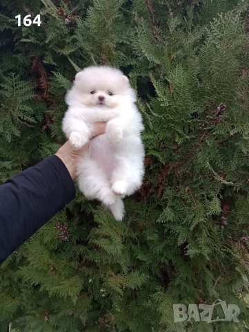 Женски Померани. Реални снимки от 07.12.25 г. , снимка 4 - Померан - 52556595