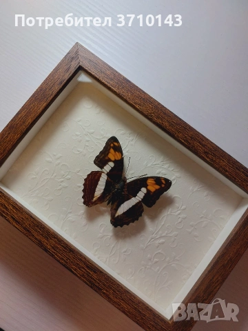 Красива препарирана пеперуда в рамка
