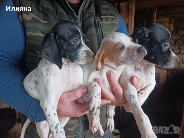 Пойнтери, снимка 10 - Пойнтер - 52724704