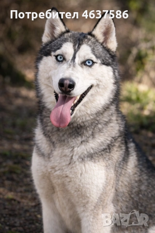 Сибирско Хъски на 1-година