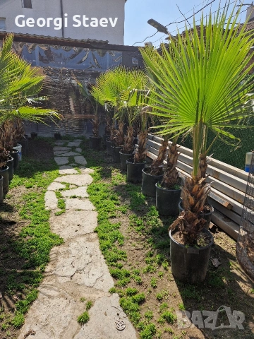 палми вашинктон, снимка 3 - Градински цветя и растения - 53812617