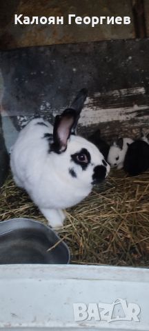 Зайци за продан , снимка 6 - Други животни - 46410502