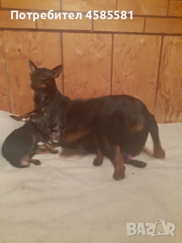 Чистокръвни немски пинери, снимка 16 - Пинчер - 52995417