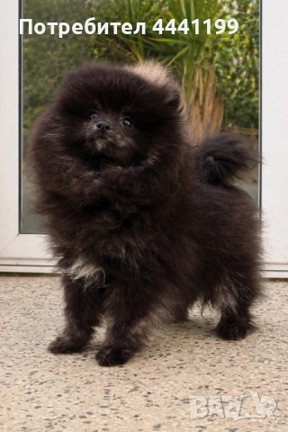 Свободни померанчета!