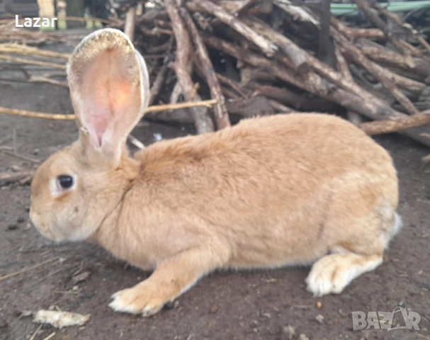 Продавам зайки, снимка 4 - Други животни - 53732394