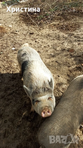 виетнамски прасета, снимка 2 - Прасета - 54004355