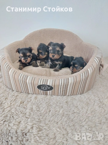 Йоркширски териери , снимка 3 - Йоркширски териер - 53752896