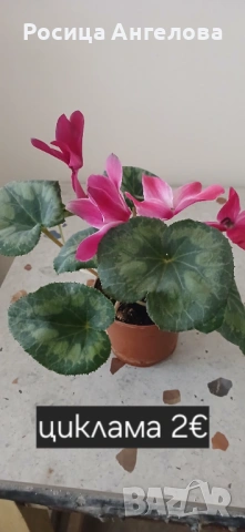 Хоя, зефирантес, драцена, детелина, кливия, кактус, снимка 8 - Стайни растения - 53239789