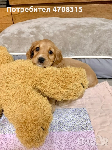 Кокер шпаньол момченце ваксина