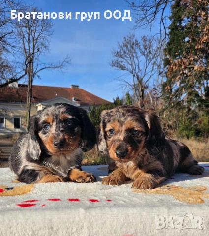 Дългокосмести Дакели