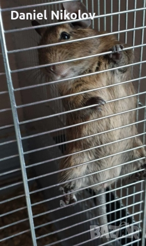 Подаряване на Дегу - Чилийска катеричка 