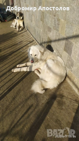 Българско овчарско куче - каракачанка, снимка 5 - Каракачанска овчарка - 53763685