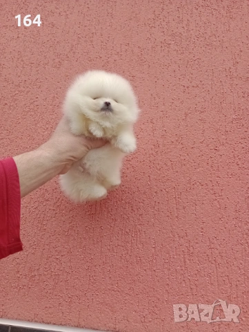 Чисто бели мини Померани. Реални снимки !!!, снимка 18 - Померан - 53883222