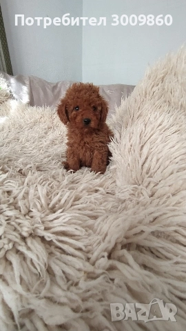 Той пудел , снимка 2 - Пудели - 52925585