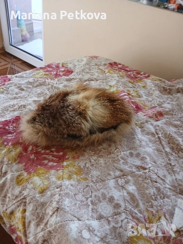 Земна шапка от лисица