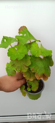 Australian pink rosebud , снимка 3 - Стайни растения - 52988042