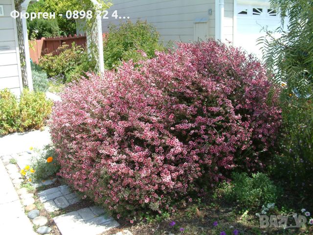   Чаено дърво (leptospermum 'appleblossom'), снимка 5 - Декорация за дома - 45720108