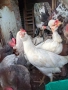 Продам пилета ,ярки млади петлета , снимка 10