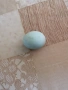 продавам оплодени яйца от Легбар, снимка 7