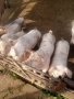 Малки прасенца , снимка 4