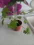 Индрише , снимка 1 - Стайни растения - 45417076