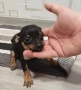 пинчер момче , снимка 5