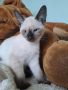 малки сиамски котета , снимка 1 - Сиамска - 45620402