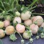 Ананасова ягода, снимка 1 - Градински цветя и растения - 45640294