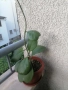 Хоя Керри ,голямо растение , снимка 3