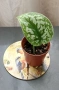 Мини растения - епипремнуми, дяволски бръшлян,монстера, снимка 7