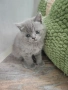 Британски късокосмести женски котета, снимка 5