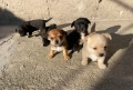 Мини чихупинчери чихуахуа пинчер, снимка 1