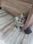 шотлански котета сребърна чинчила, снимка 1 - Британска късокосместа - 45360739