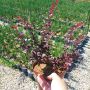 Берберис Атропурпуреа Нана, Berberis th. Atropurpurea Nana, снимка 7