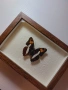 Красива препарирана пеперуда в рамка, снимка 1