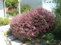   Чаено дърво (leptospermum 'appleblossom'), снимка 5