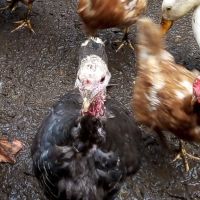 пуешки яйца, снимка 4 - Кокошки и пуйки - 45541546