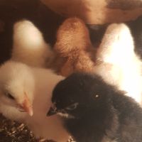 Пиленца от зелени яйца на един месец, снимка 2 - Кокошки и пуйки - 45614138